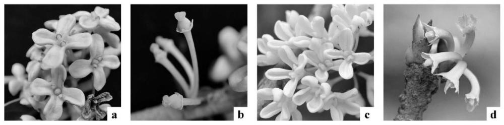 鉴定桂花结实性的KASP分子标记引物组、试剂盒及其应用