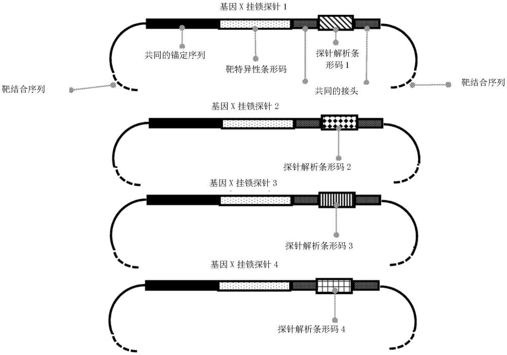 用于分析物检测和探针解析的方法和组合物与流程