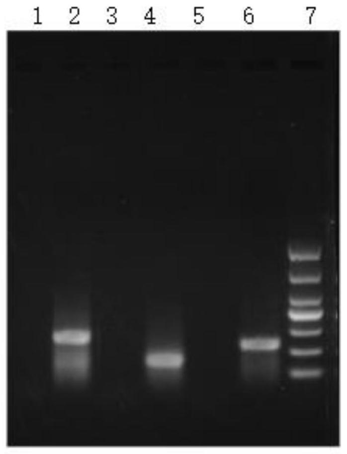 一种基于CRISPR-Cas12a的嗜水气单胞菌显色可视化检测试剂、方法及应用