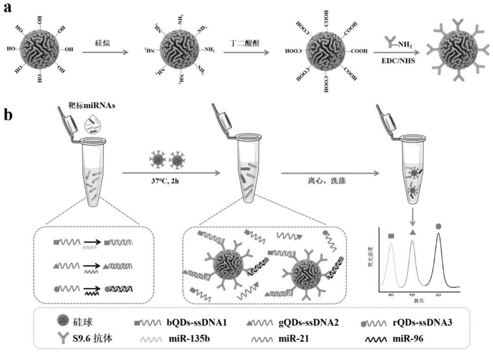 基于抗体修饰褶皱硅球联合核酸功能化量子点的同时检测多种miRNAs的方法及应用