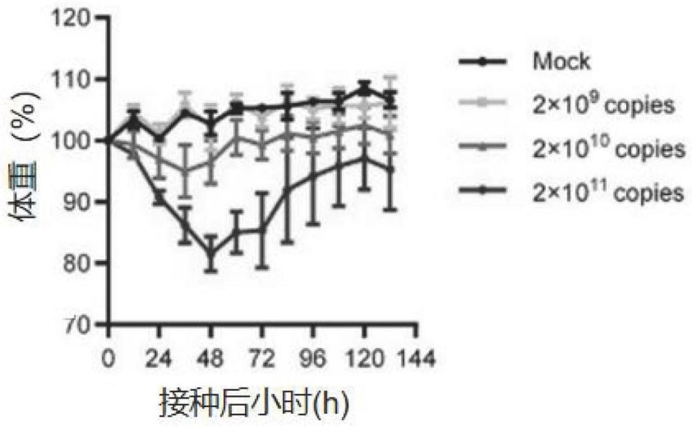 一种构建新型冠状病毒感染模型的方法及其应用