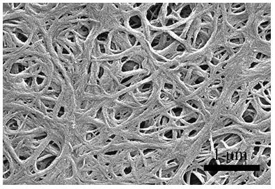 一种纯壳聚糖多孔碳纤维的制备方法及其应用