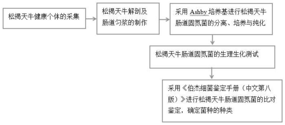 一种松褐天牛肠道固氮菌的分离、鉴定方法