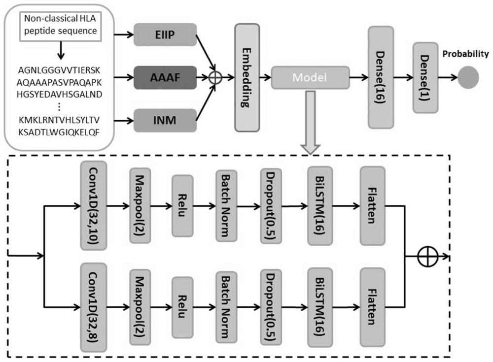 一种基于深度学习的非经典人类白细胞抗原绑定物预测方法