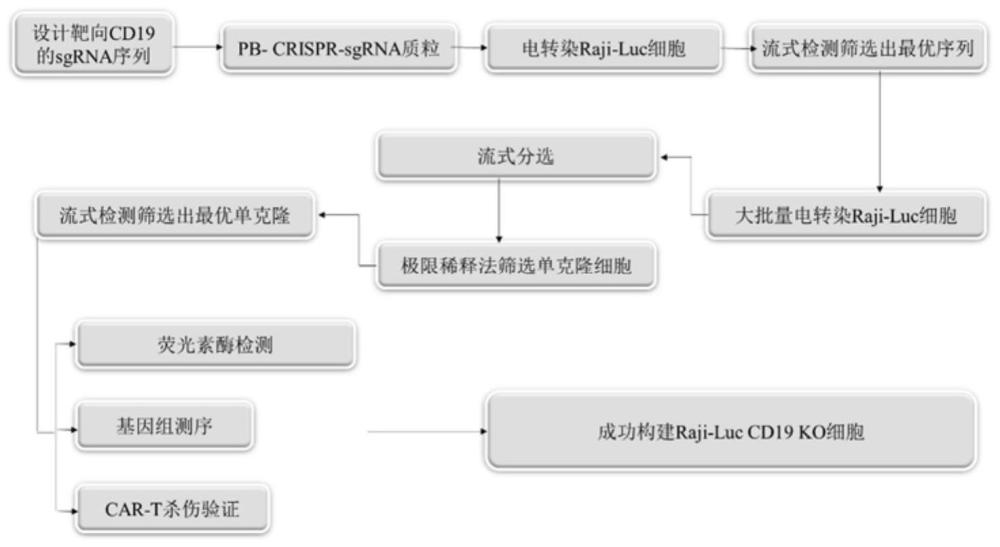 CD19基因敲除的Raji-Luc细胞系构建方法及其细胞系与流程