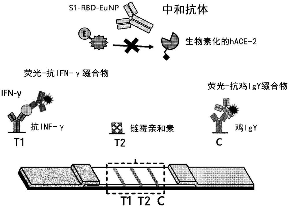 利用是否生成中和抗体和干扰素-γ的用于主动免疫诊断的信息提供方法与流程