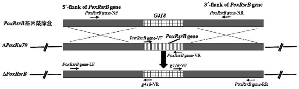 功能蛋白PoxRsrB及其编码基因与应用