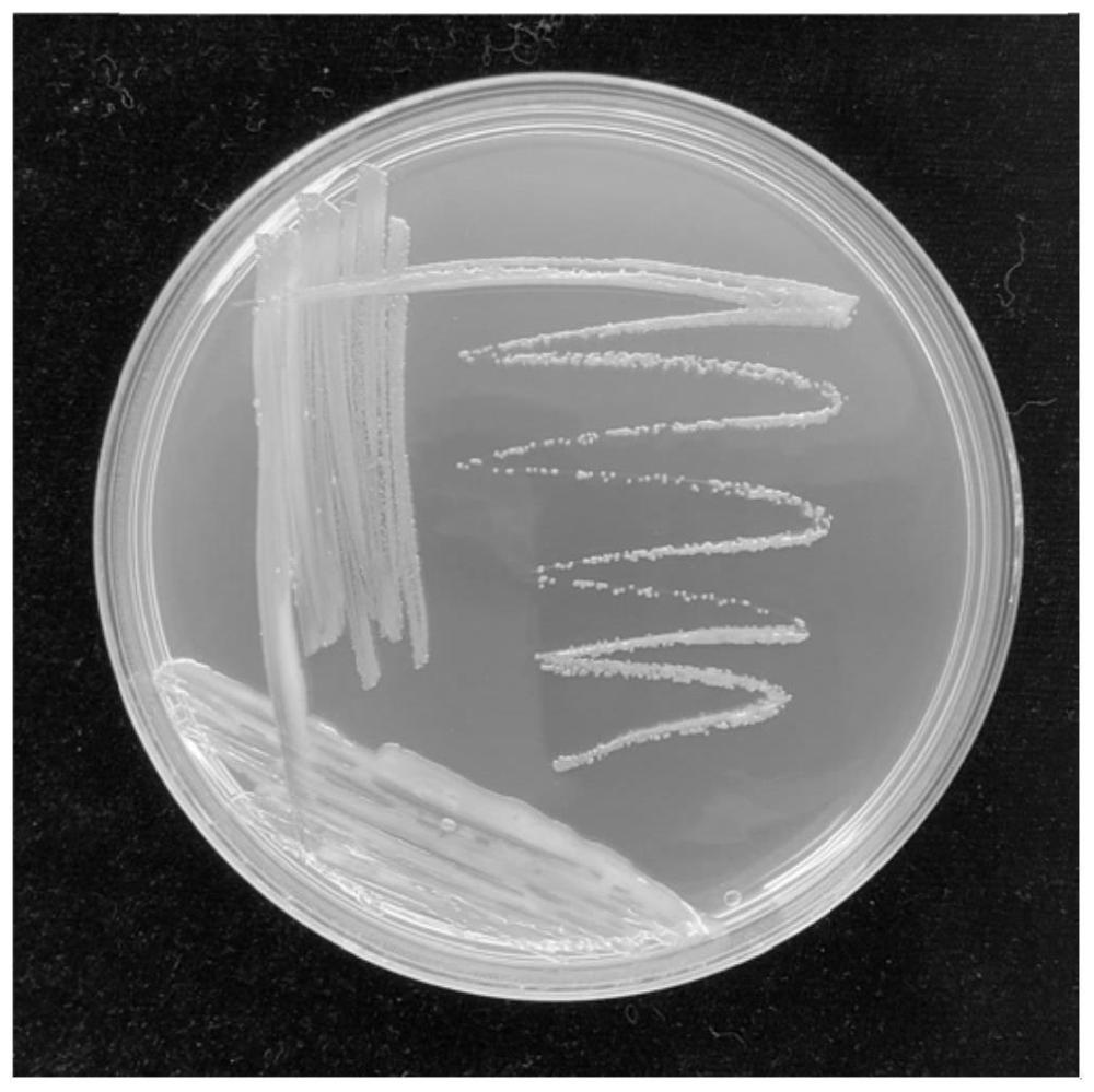一株里氏假单孢杆菌及其应用的制作方法