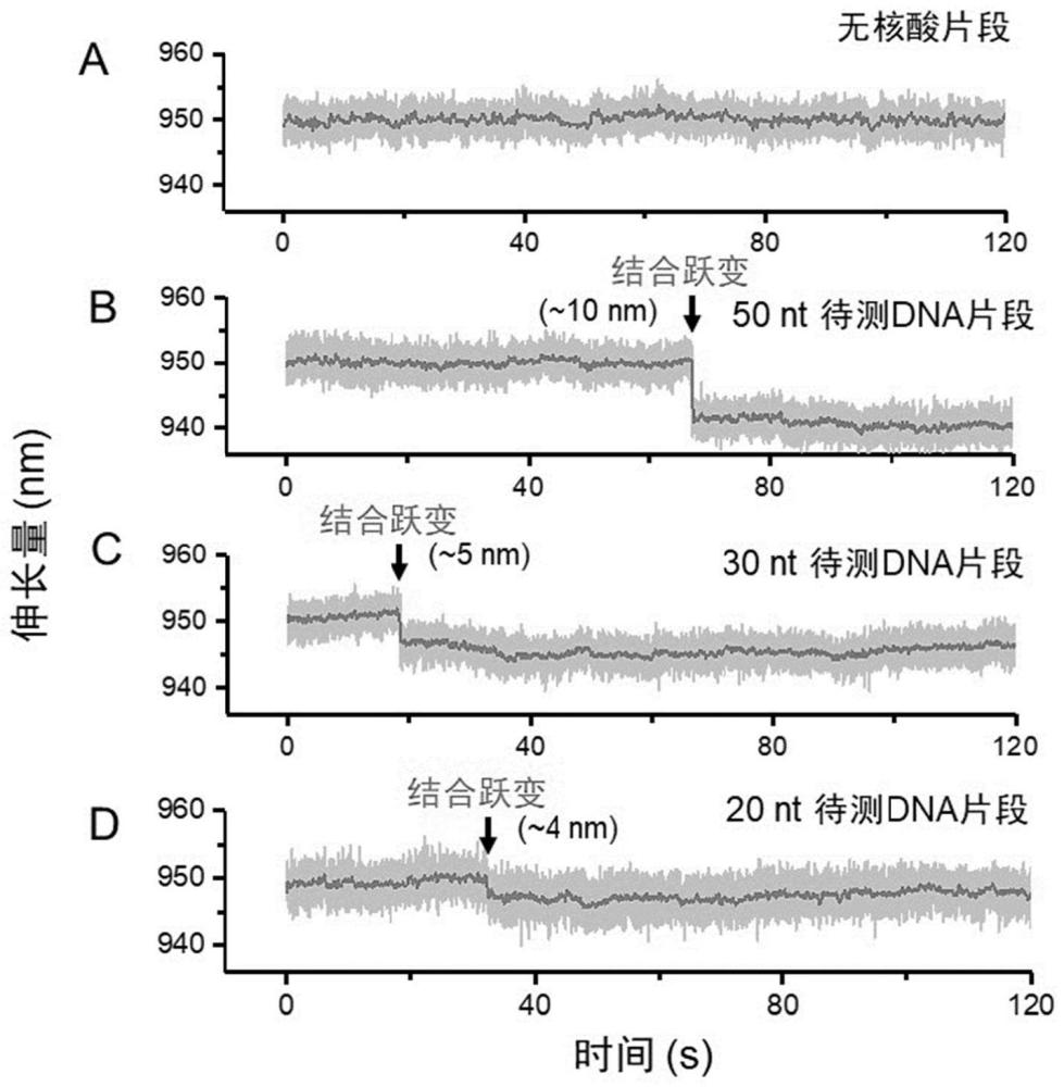 一种基于恒力模式下单分子力谱测量的核酸检测方法