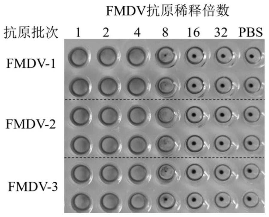 一种介导FMDV血凝的蛋白、编码基因及其应用