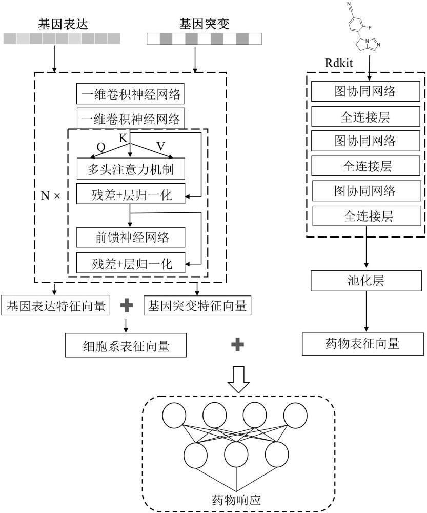 基于转换器和图同构网络的抗癌药物响应预测方法