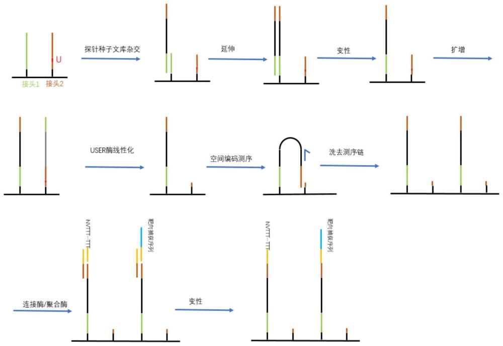 用于空间转录组学测序的芯片及其制备方法、空间转录组学测序方法与流程