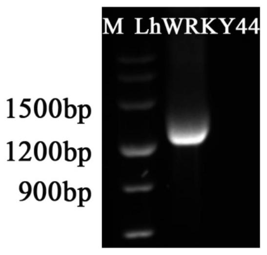 百合花青素苷合成调控基因LhWRKY44的克隆及其应用