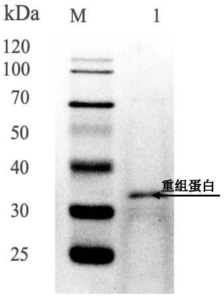 一种从缢蛏中分离的具有凝菌活性的基因