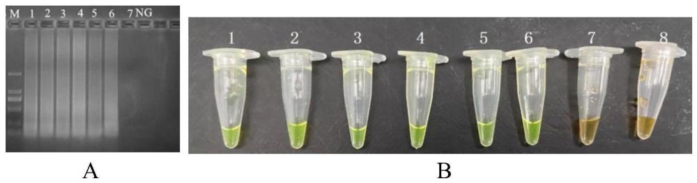 通过聚合酶螺旋恒温反应检测肠毒素SEE阳性金黄色葡萄球菌的引物、试剂盒与检测方法