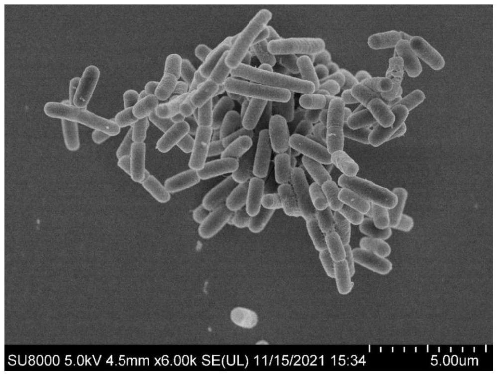 一种降解有机物的贝莱斯芽孢杆菌及其培养方法和应用与流程