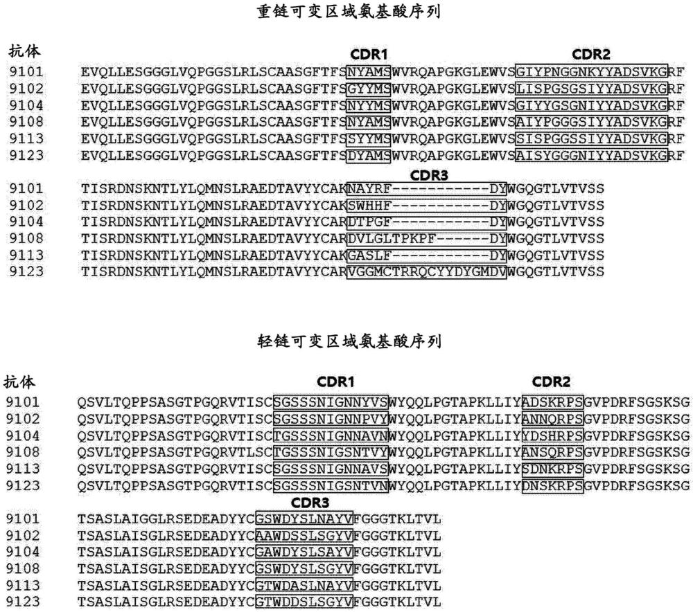 包含与ASM蛋白特异性结合的抗体作为有效成分的用于治疗脑部疾病的药物组合物的制作方法