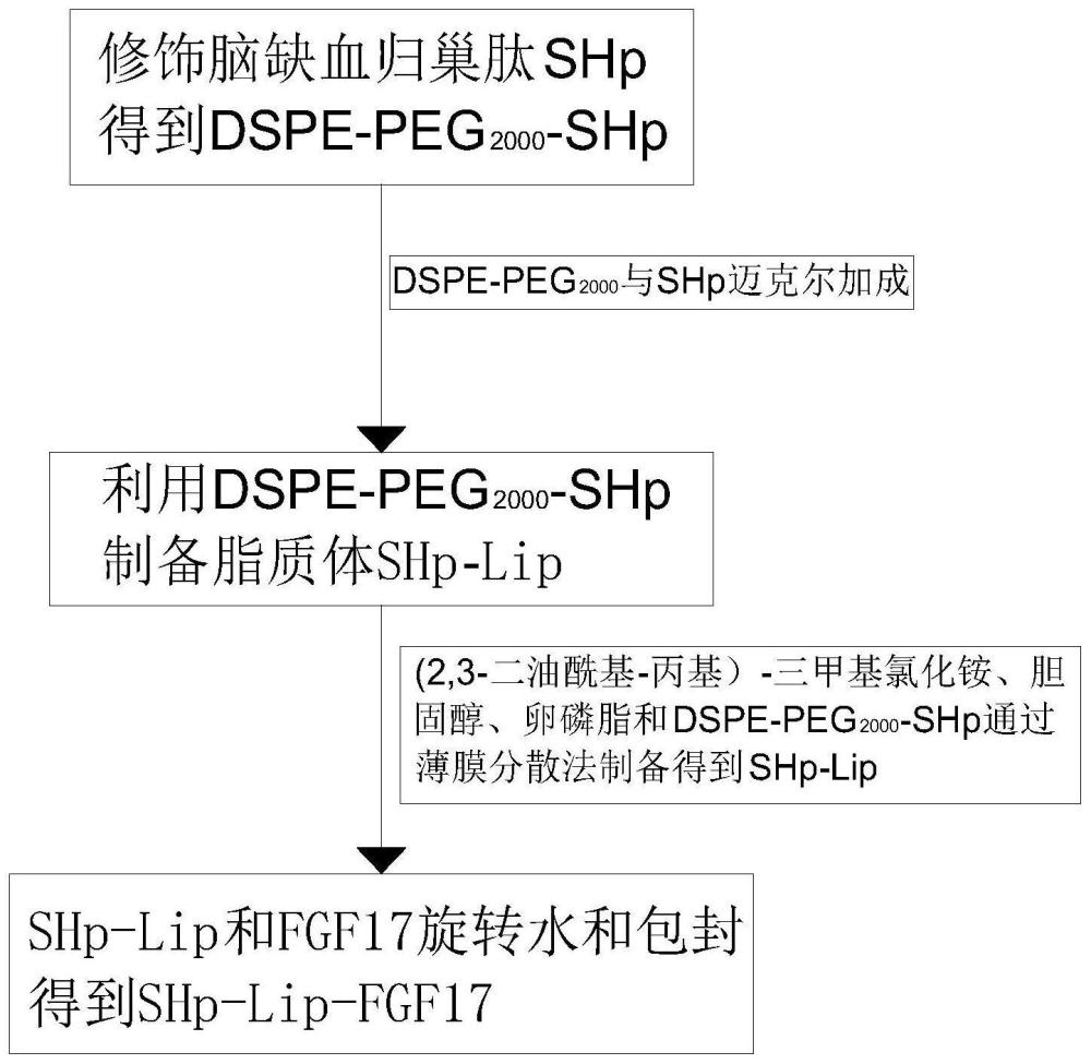 FGF17在制备缺血性脑卒中康复治疗药物中的应用的制作方法