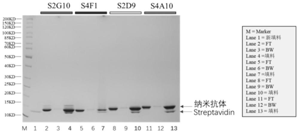 与mStayGold荧光蛋白相互作用的纳米抗体及其应用的制作方法