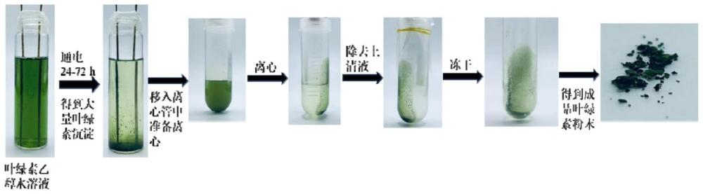 一种基于电诱导聚集提取螺旋藻中叶绿素的方法