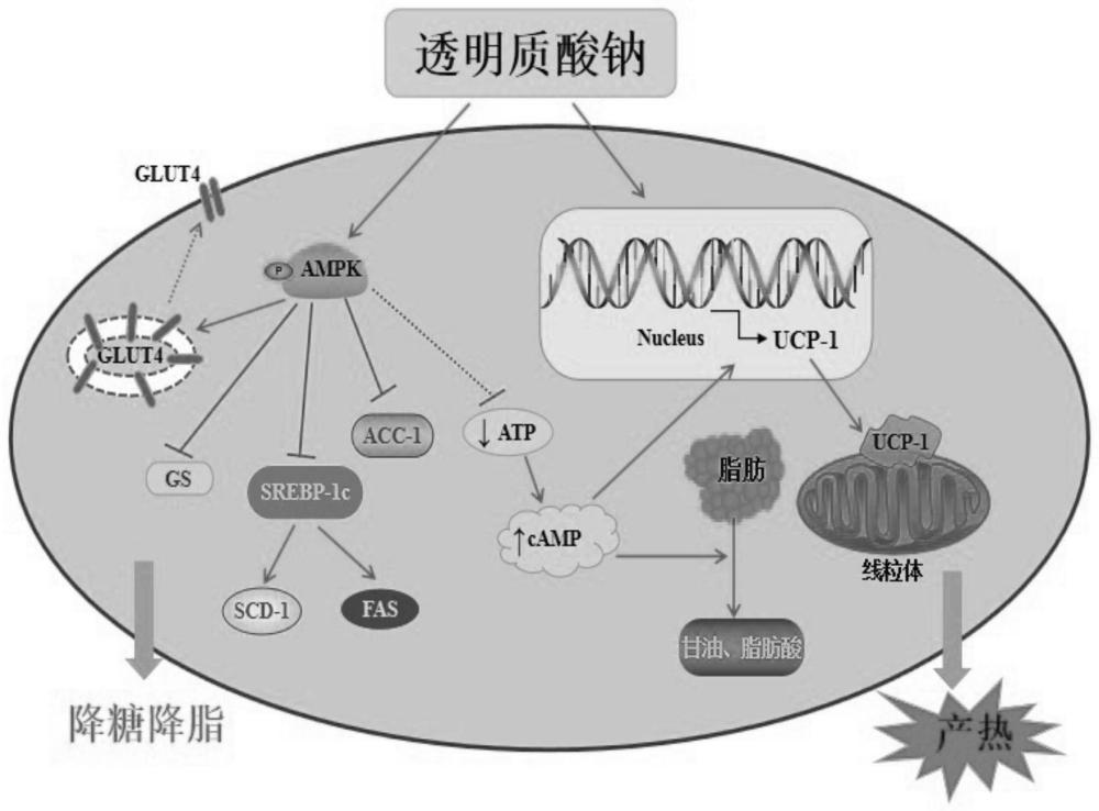 一种透明质酸钠在制备调节糖脂代谢食品中的应用的制作方法