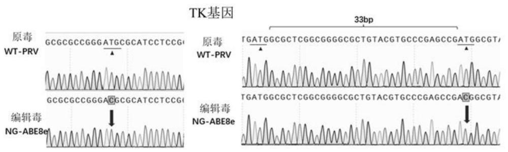 利用腺嘌呤碱基编辑器制备gE、gI和TK三基因缺失PRV毒株的方法与应用