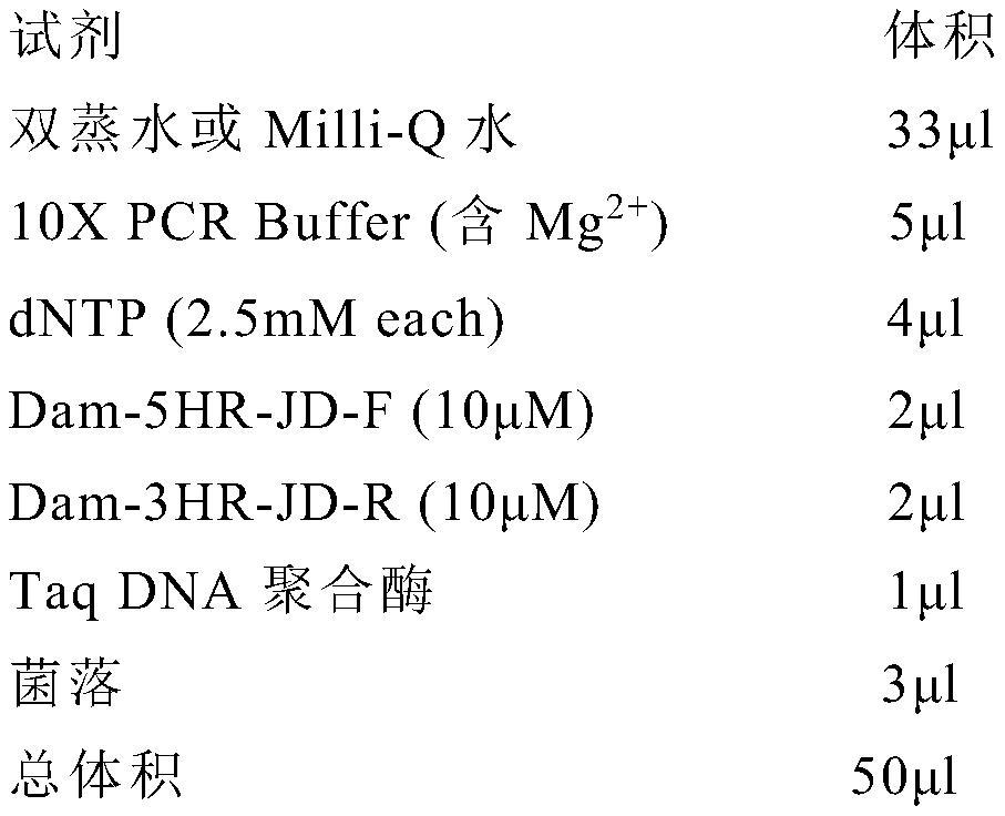 高活性DpnI酶突变体及其制备方法和应用与流程