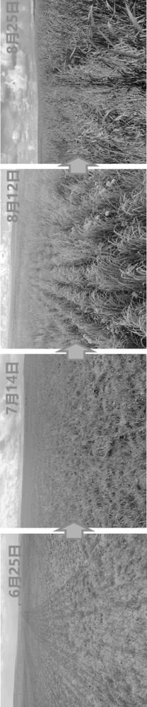 一种适用于天然草原的饲用燕麦低扰动快速生产方法
