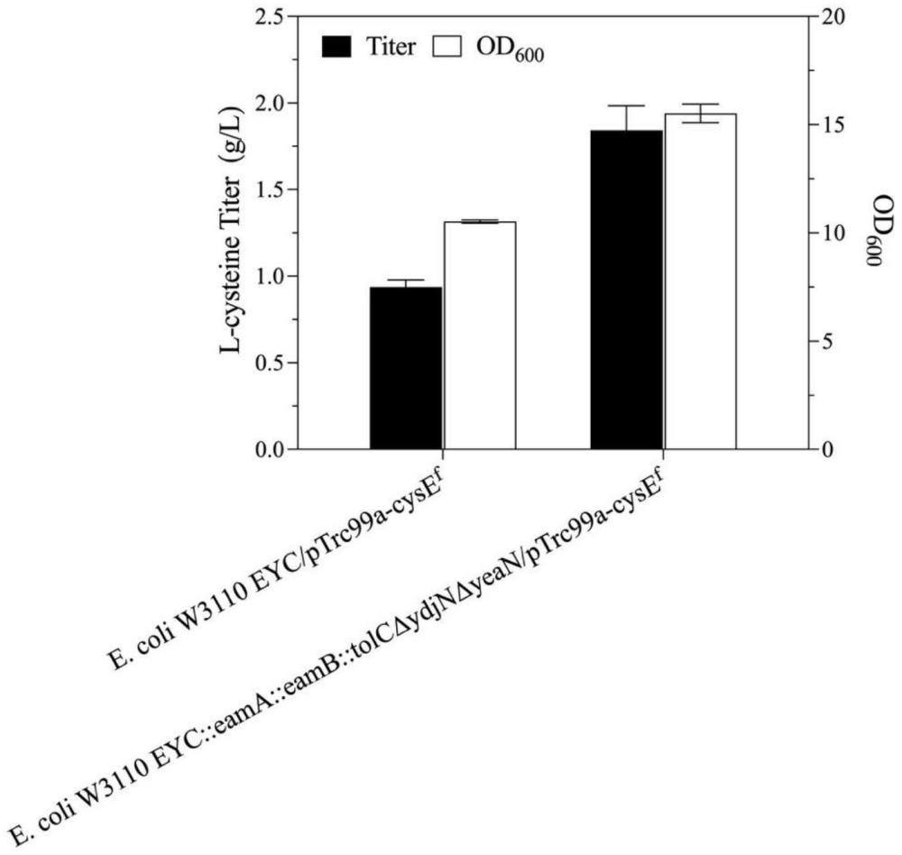 一种高产L-半胱氨酸的基因工程菌及其构建方法与应用