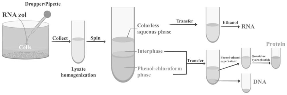一种从培养细胞中一步提取RNA、DNA和蛋白质的方法