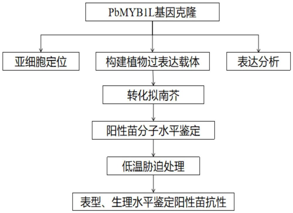 红早酥梨PbMYB1L基因在植物耐低温遗传改良中的应用