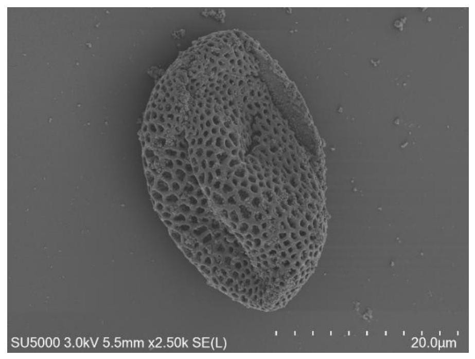 一种以天然花粉为模板组装和稳定金属有机骨架纳米材料的方法