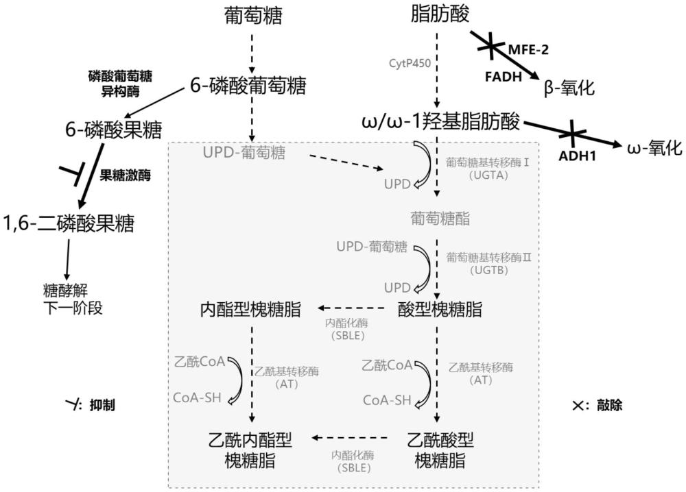 熊蜂生假絲酵母工程菌及其構(gòu)建方法和應(yīng)用與流程