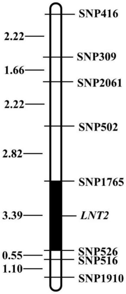 一種鑒定分蘗數(shù)QTL LNT2的分子標(biāo)記及應(yīng)用