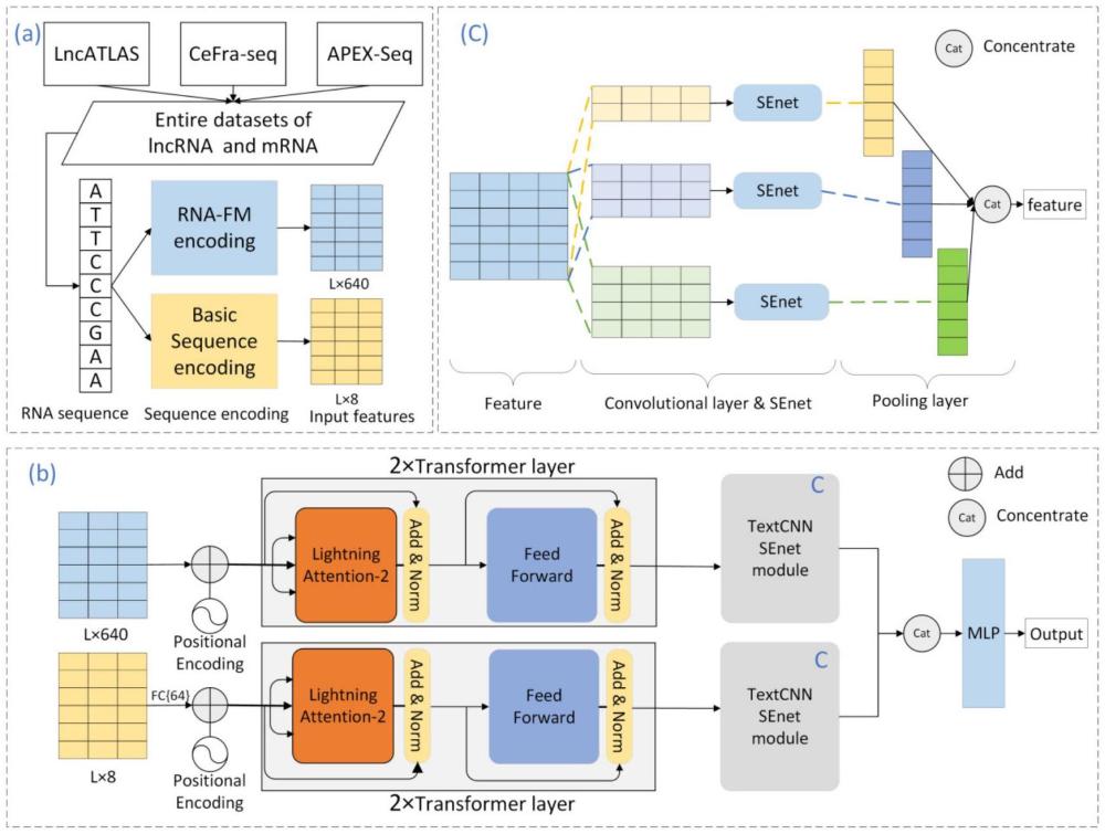一種基于改進(jìn)Transformer和SE-TextCNN的RNA亞細(xì)胞定位預(yù)測方法