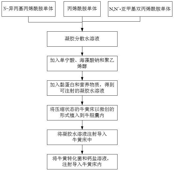 一種基于溫敏性凝膠的牛黃體內(nèi)培植方法與流程