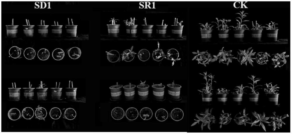 一种生物防治加拿大一枝黄花的方法