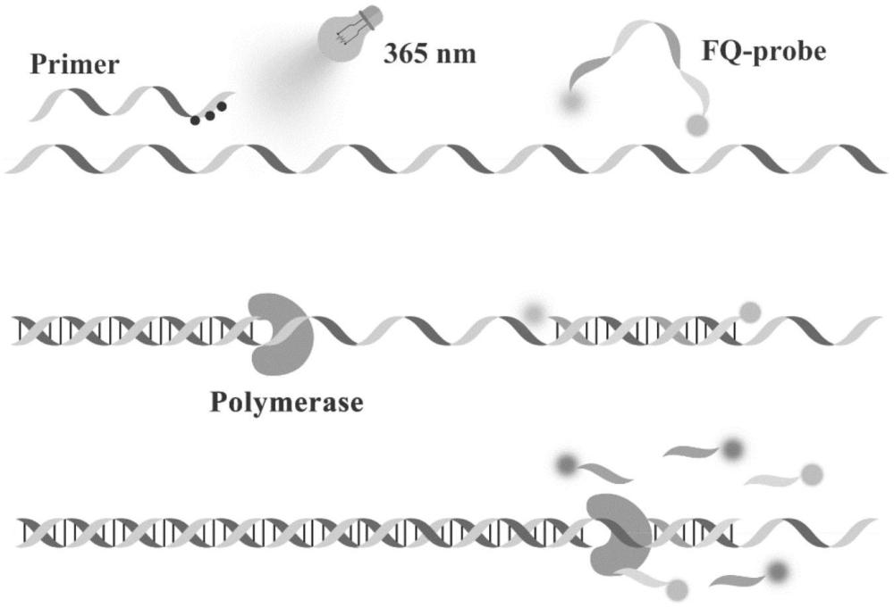 一種光啟動核酸擴(kuò)增的引物設(shè)計(jì)方法及應(yīng)用