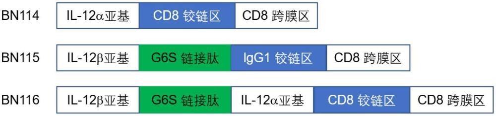 融合蛋白、工程化免疫細(xì)胞及其制備方法和應(yīng)用與流程