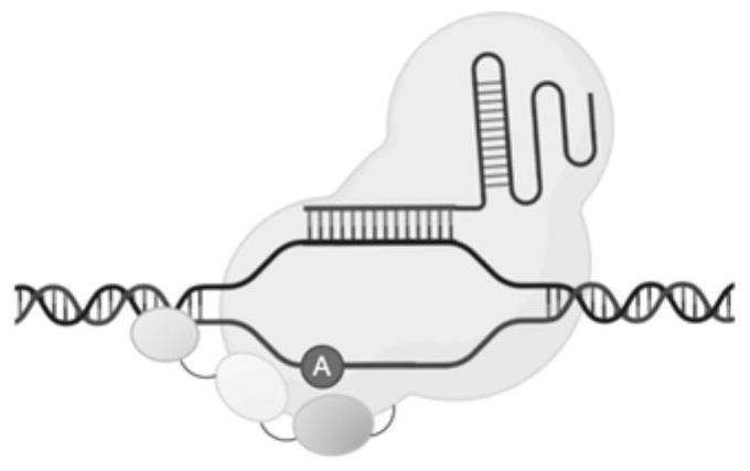 基于微型CRISPR Cas蛋白Cas12f1的堿基編輯器系統(tǒng)及其應用