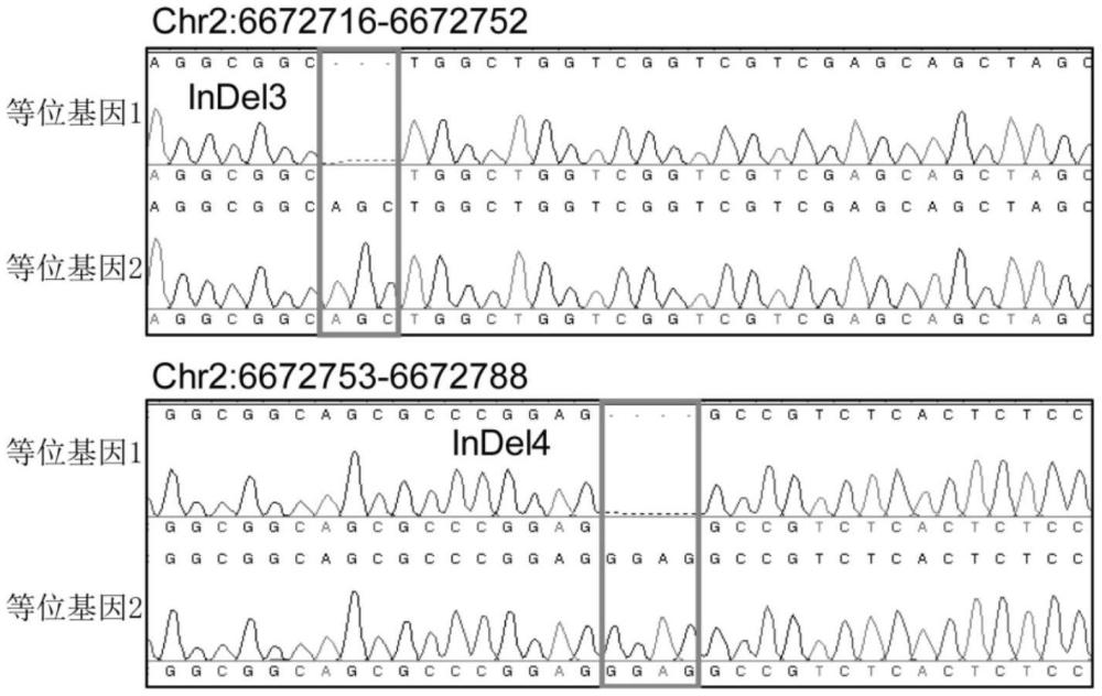 一種檢測(cè)甜玉米籽粒alpha-生育酚含量的shki1基因變異位點(diǎn)及其應(yīng)用