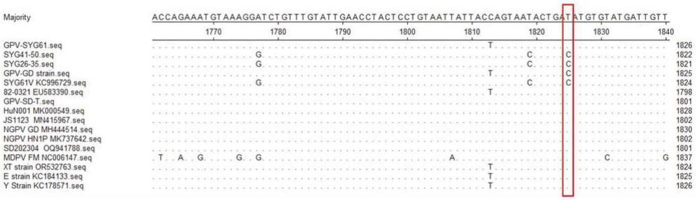 一種鑒別小鵝瘟病毒減毒活疫苗株與野毒株的PCR-RFLP法