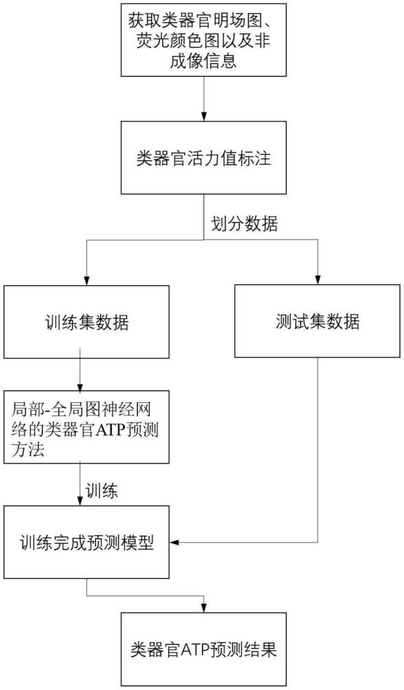 基于局部-全局圖神經(jīng)網(wǎng)絡(luò)的類器官ATP預(yù)測方法