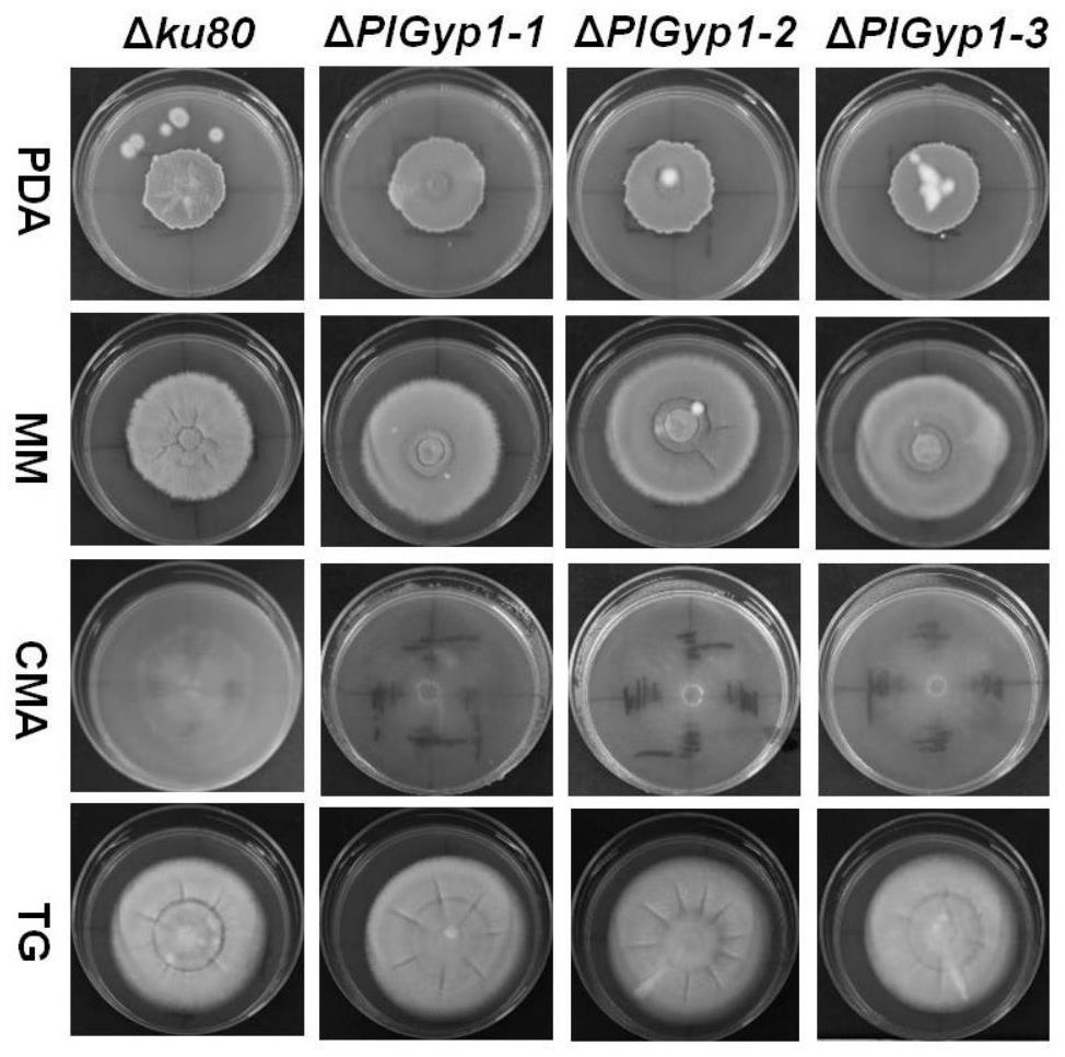 高殺線蟲(chóng)活性紫色紫孢菌工程菌ΔPlGyp1及其構(gòu)建方法和應(yīng)用