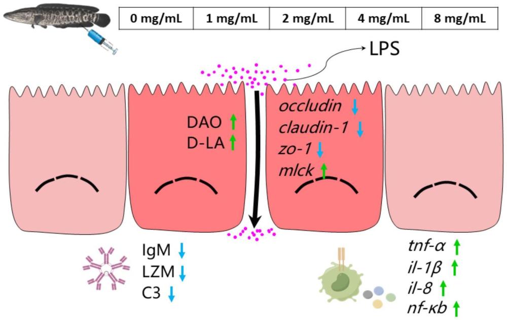 一種脂多糖誘導(dǎo)的烏鱧腸漏模型的構(gòu)建方法和應(yīng)用