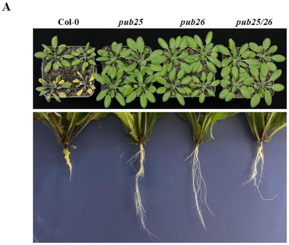 PUB基因及其編碼的蛋白在調(diào)控植物抗病性和/或培育抗病植物中的應(yīng)用