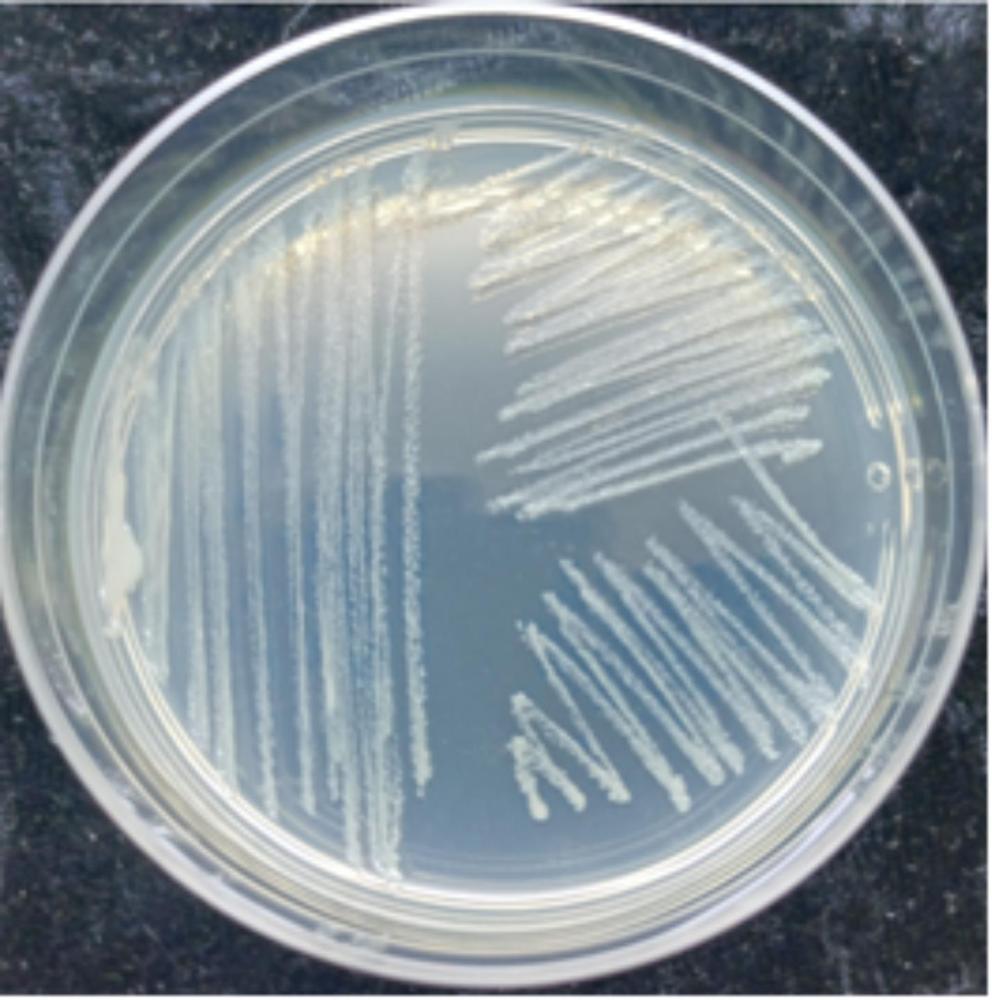 細小微桿菌及其應(yīng)用、微生物制劑和生物肥料的制作方法