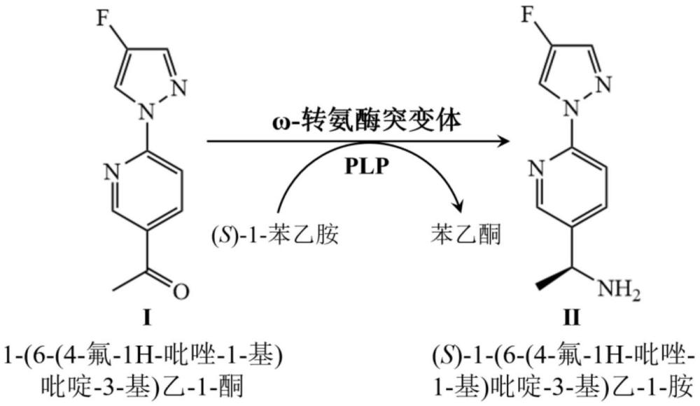 高催化活性的ω-轉(zhuǎn)氨酶突變體、其構(gòu)建方法及應(yīng)用