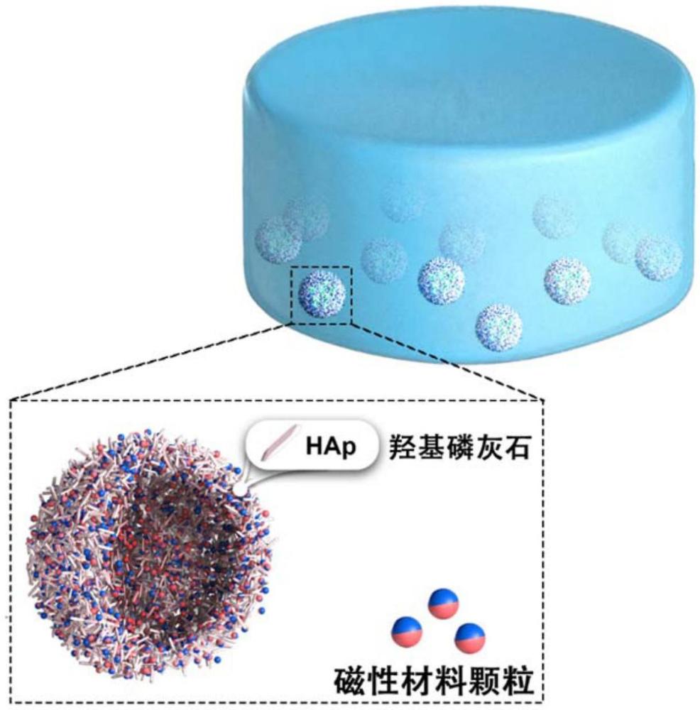 磁性羥基磷灰石基復(fù)合水凝膠支架及其制備方法和應(yīng)用