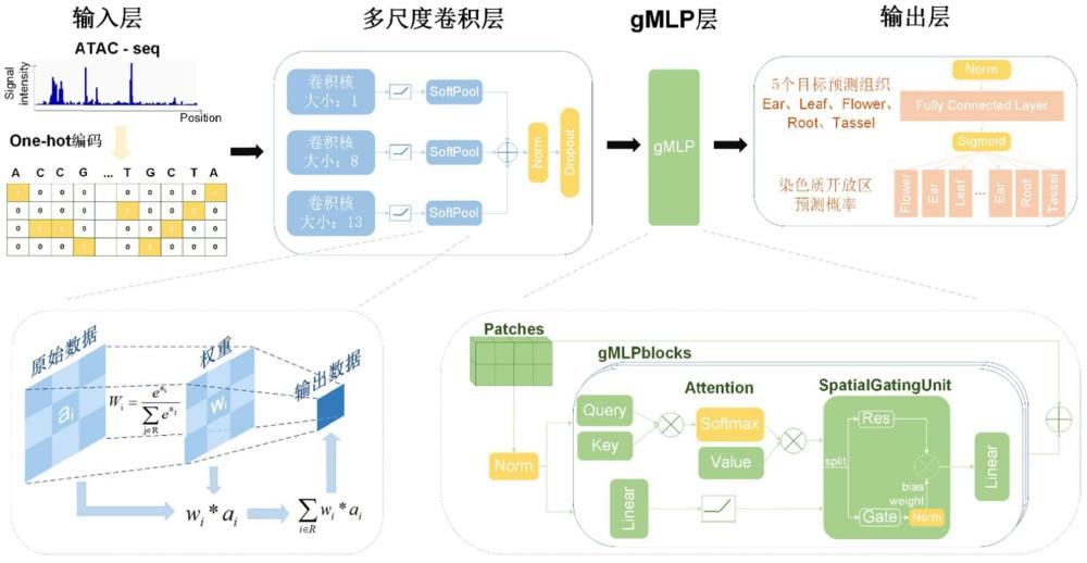 一種基于多尺度卷積網(wǎng)絡(luò)和gMLP預(yù)測(cè)玉米染色質(zhì)開放區(qū)的方法